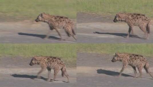 非洲大草原上的一只鬣狗高清在线视频素材下载