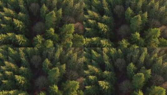 森林景观航拍高清在线视频素材下载