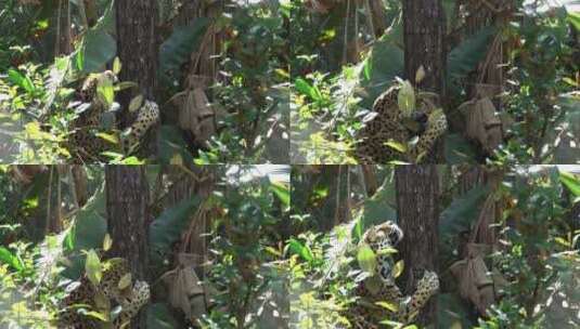 丛林里爬树的美洲豹高清在线视频素材下载