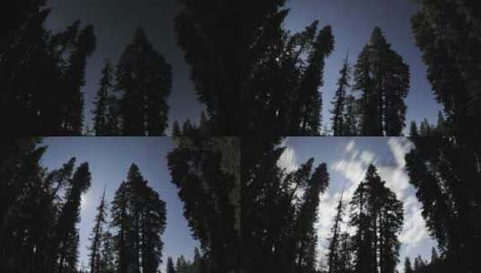 森林中的天空特写高清在线视频素材下载