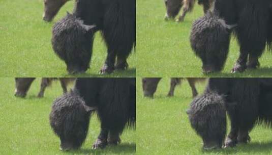 黑毛牦牛在草原上吃草高清在线视频素材下载
