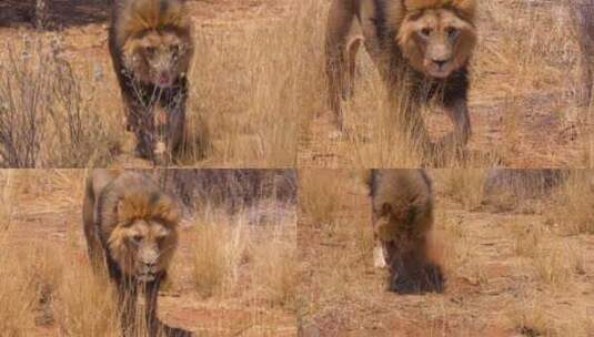 头雄狮走在大草原上寻找食物高清在线视频素材下载
