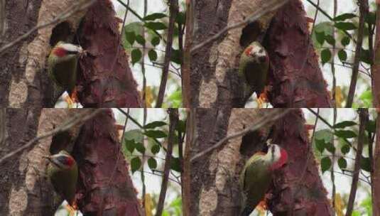 古巴绿啄木鸟吃昆虫高清在线视频素材下载
