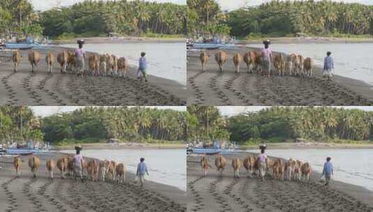 印度尼西亚妇女在海滩上放牛高清在线视频素材下载