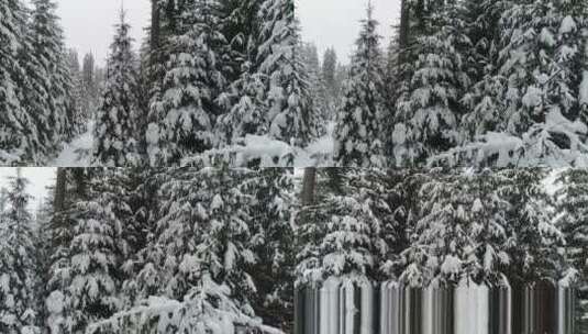 树枝上挂着雪花的松树高清在线视频素材下载