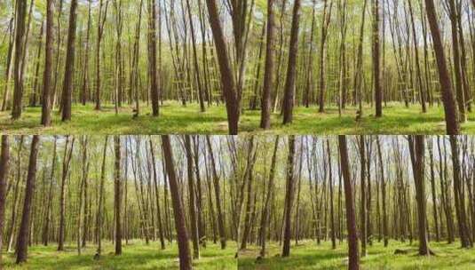 春天的森林全景景观高清在线视频素材下载