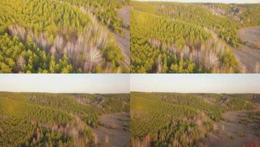 航拍春天茂盛的自然森林高清在线视频素材下载