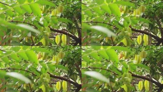 果园里的杨桃高清在线视频素材下载