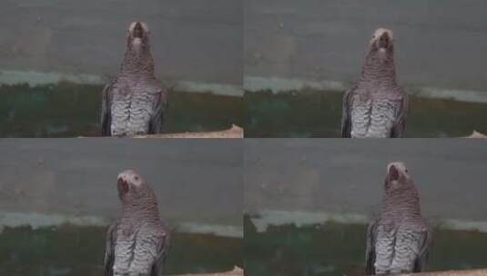 灰鹦鹉羽毛鸟喙鸟嘴眼睛保护动物高清在线视频素材下载