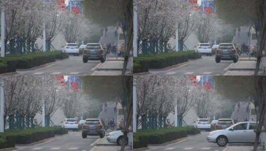 春天的林荫街道和樱花树高清在线视频素材下载