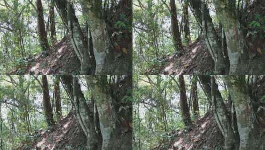 山上大树自然美景高清在线视频素材下载