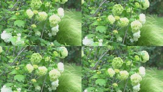 花园花房鲜花花卉特写高清在线视频素材下载