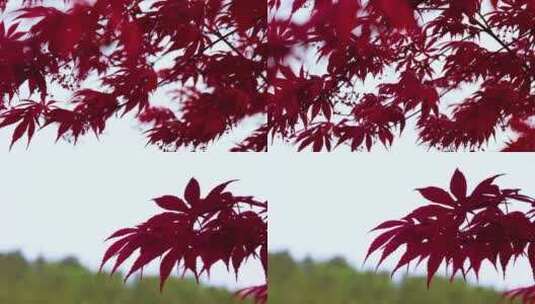 红叶 红树林高清在线视频素材下载