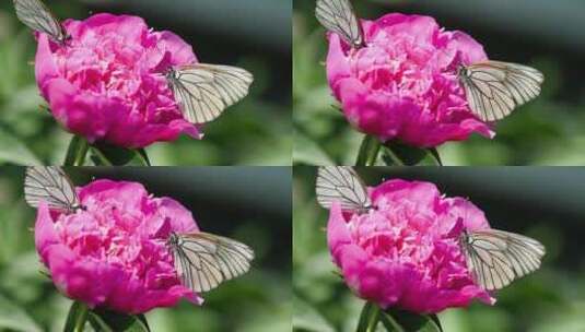 粉红色花朵上的黑白蝴蝶高清在线视频素材下载