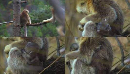 金丝猴妈妈抱着幼崽2高清在线视频素材下载