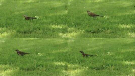 草地上野生鸟鸟类飞鸟自然动物高清在线视频素材下载