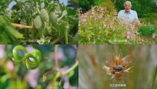 昆虫动物，自然景观，唯美意境，视频素材高清在线视频素材下载