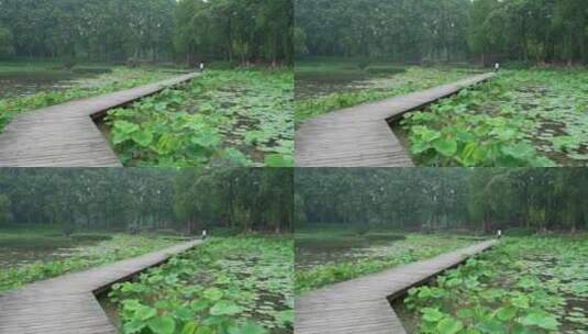 中国科学院武汉植物园荷花展示区高清在线视频素材下载