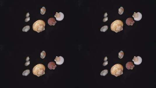 扇贝贝壳活体海鲜养殖高清在线视频素材下载