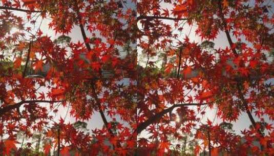 秋天秋日秋天里的红色枫叶高清在线视频素材下载