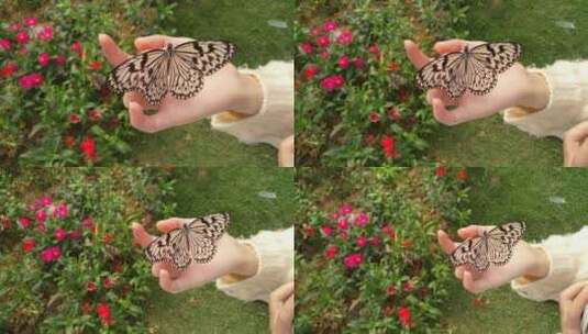 蝴蝶花美丽的蝴蝶谷高清在线视频素材下载