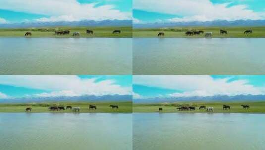 夏天新疆草原马匹悠闲的在河边吃草高清在线视频素材下载