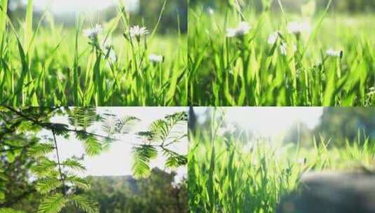 阳光小草-绿草绿色高清在线视频素材下载