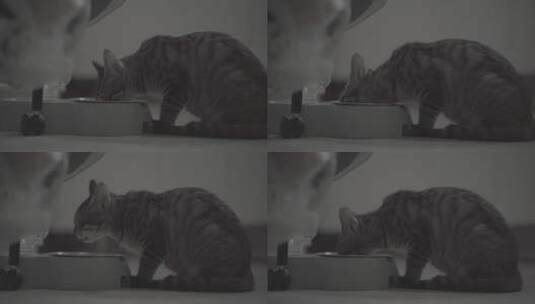 正在吃饭的猫咪高清在线视频素材下载