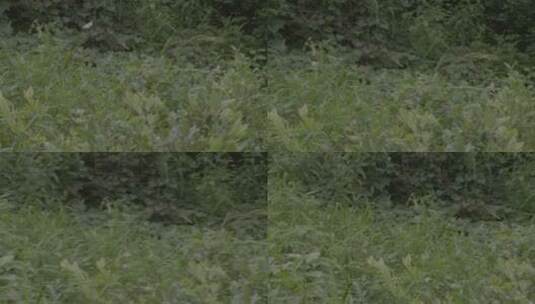蓝莓种植园摇镜头LOG高清在线视频素材下载