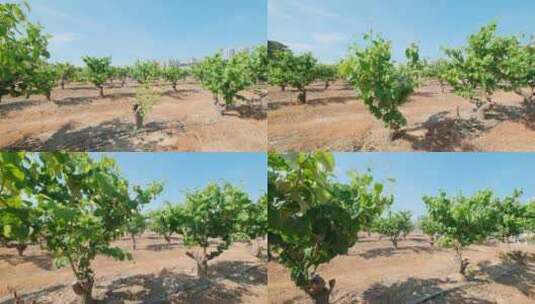 大青枣树现代化温室大棚果园果树栽培高清在线视频素材下载