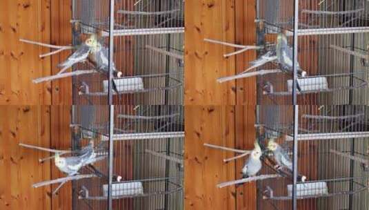 两只鹦鹉在笼子门口高清在线视频素材下载