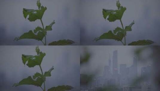 广州天河楼顶珠江新城树叶高清在线视频素材下载