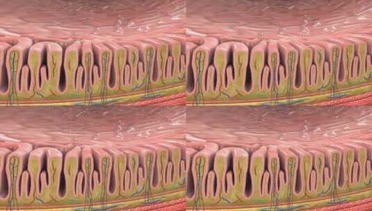 胃襞胃壁胃道胃小凹胃区高清在线视频素材下载