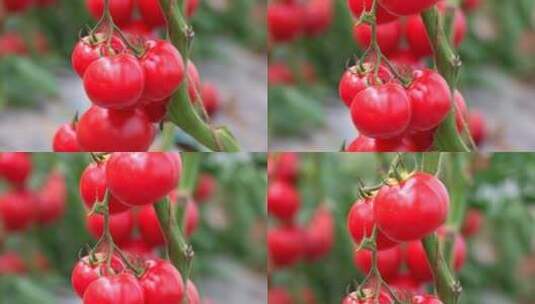 蔬菜大棚里种植的小西红柿高清在线视频素材下载