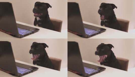 在电脑前的狗子高清在线视频素材下载