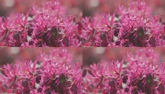 盛开的红花继木逆光特写高清在线视频素材下载