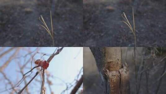 冬季枯草树干叶子藤蔓高清实拍素材高清在线视频素材下载