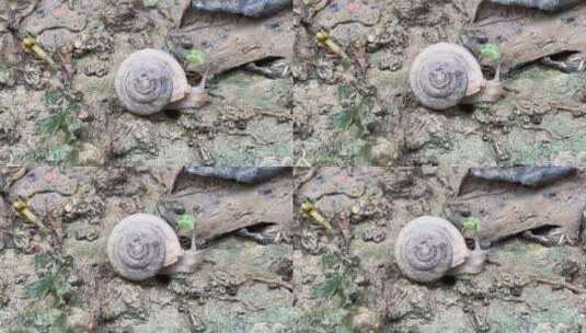 地面上爬行的蜗牛高清在线视频素材下载