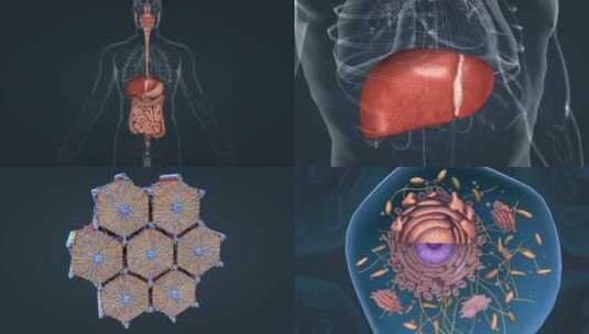 医学人体器官生物构造的层级动画高清在线视频素材下载