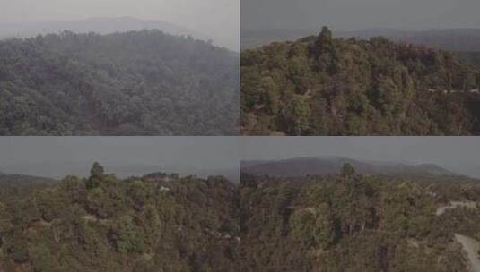 茶园 航拍 古树 茶叶 山景 绿色高清在线视频素材下载