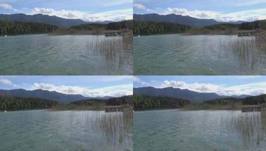 湖水中的芦苇放大景观高清在线视频素材下载
