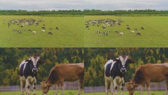 牛群在草原上吃草航拍与特写高清在线视频素材下载