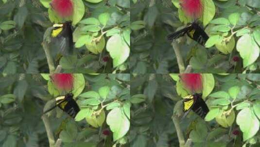 红色花朵上的蝴蝶高清在线视频素材下载