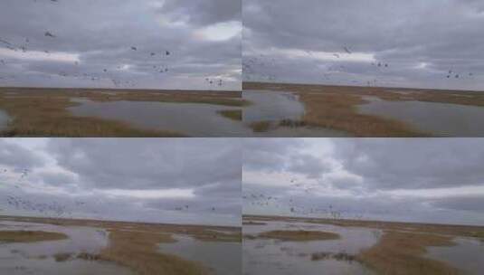 4k航拍山东东营黄河口生态保护区鸟类高清在线视频素材下载