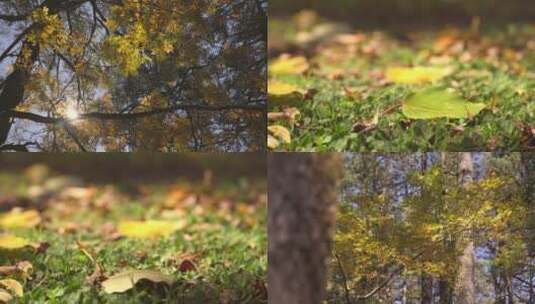 秋天树林合集一片金黄高清在线视频素材下载