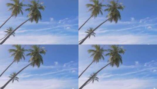 海边的椰树高清在线视频素材下载
