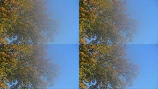 秋天树下消散的薄雾高清在线视频素材下载