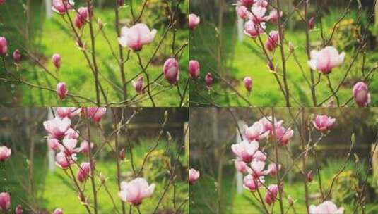 生长在花园里的木兰花高清在线视频素材下载