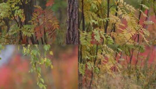 秋季森林黄叶红叶唯美合集高清在线视频素材下载