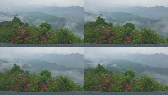 杭州富阳九仰坪雨后杜鹃花云海延时高清在线视频素材下载